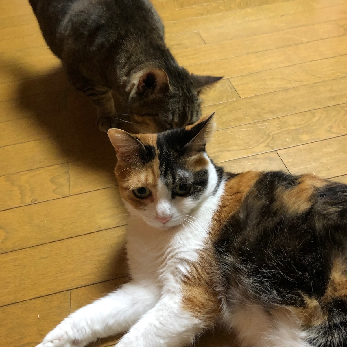f:id:emike:20190518230051j:plain f:id:emike:20190518230051j:plain