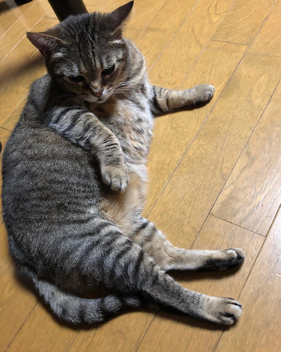 f:id:emike:20190520191046j:plain f:id:emike:20190520191046j:plain