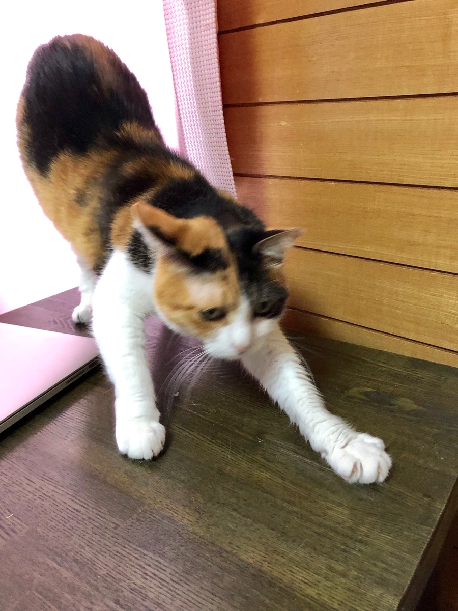 f:id:emike:20190610223858j:plain f:id:emike:20190610223858j:plain
