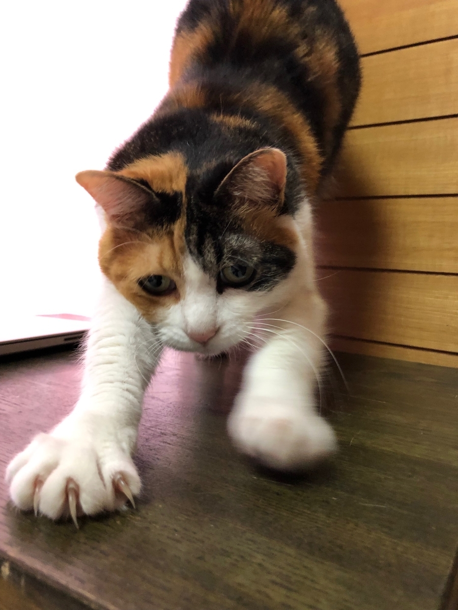f:id:emike:20190610223905j:plain f:id:emike:20190610223905j:plain