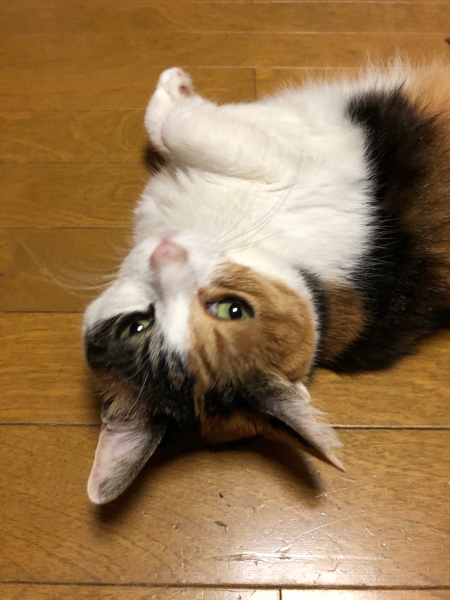 f:id:emike:20190626185305j:plain f:id:emike:20190626185305j:plain
