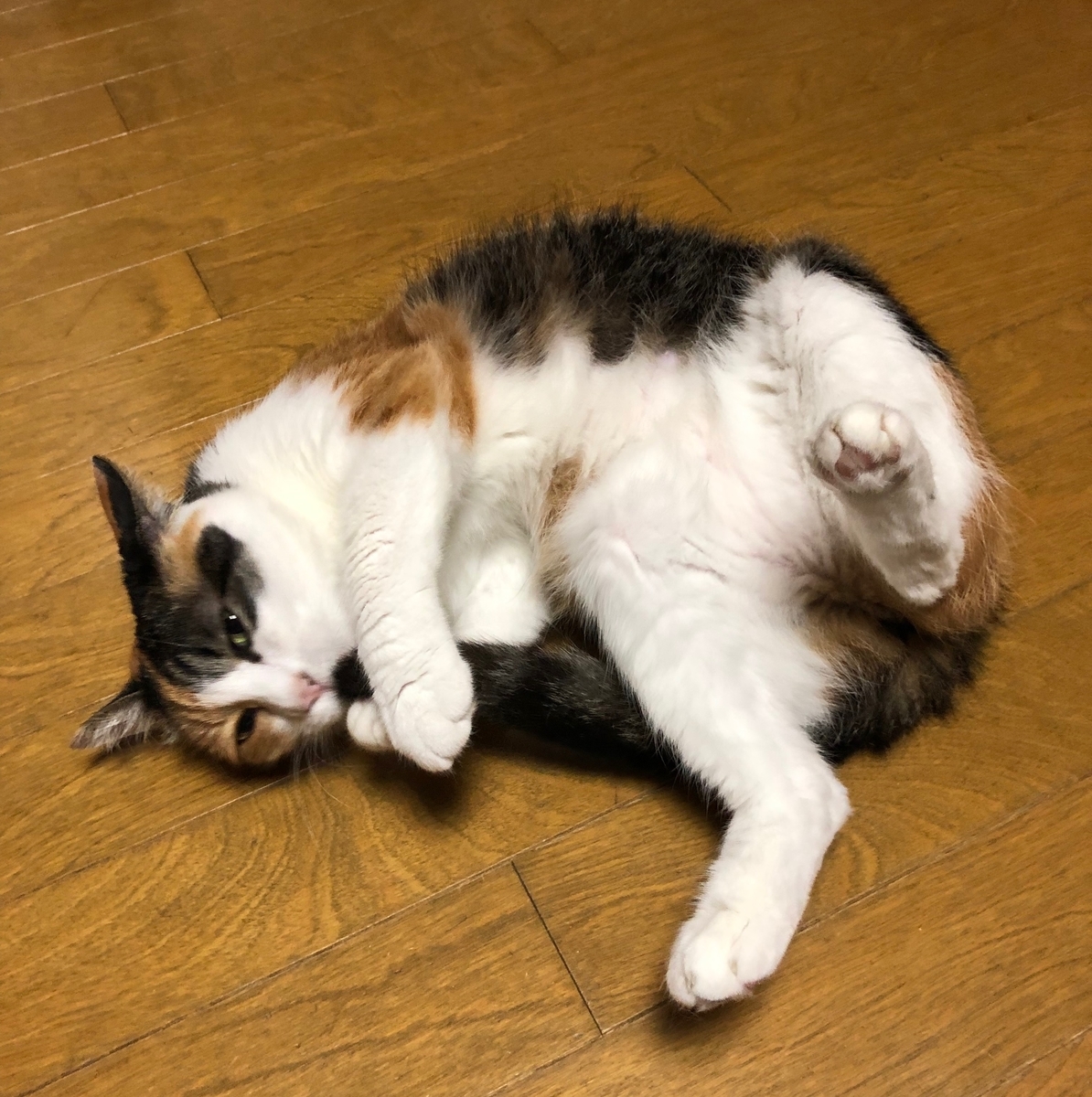 f:id:emike:20190701233643j:plain f:id:emike:20190701233643j:plain