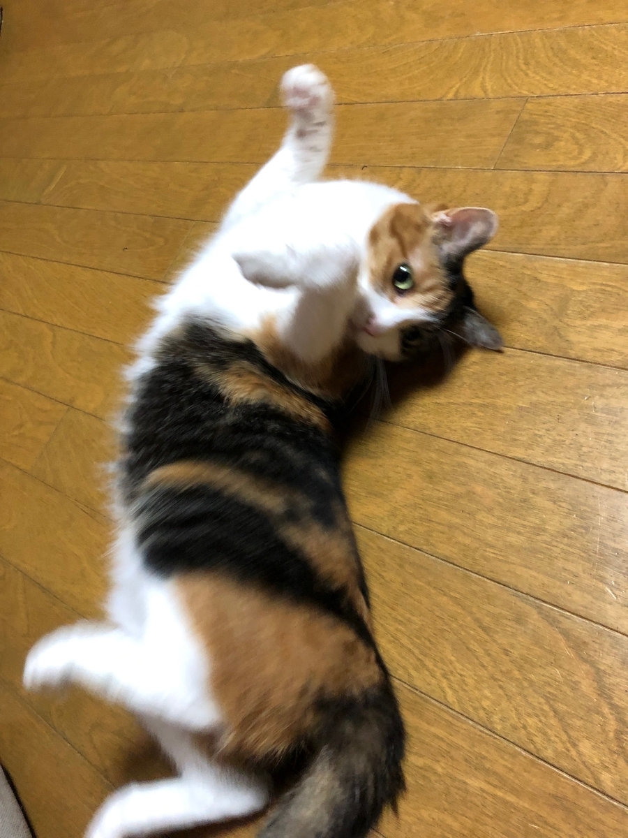 f:id:emike:20190716210718j:plain f:id:emike:20190716210718j:plain