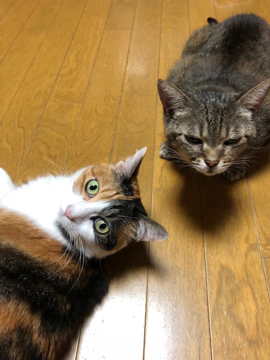 f:id:emike:20190723204144j:plain f:id:emike:20190723204144j:plain