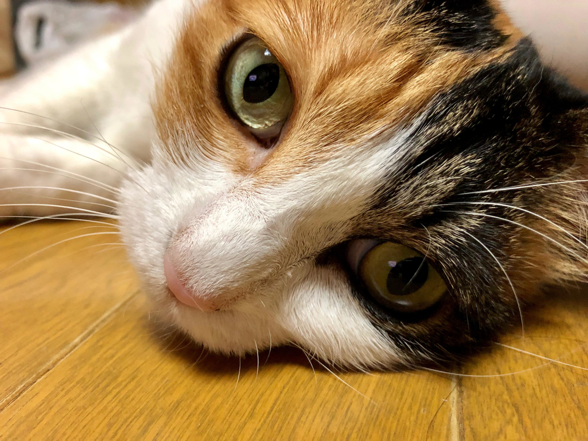 f:id:emike:20190725230534j:plain f:id:emike:20190725230534j:plain