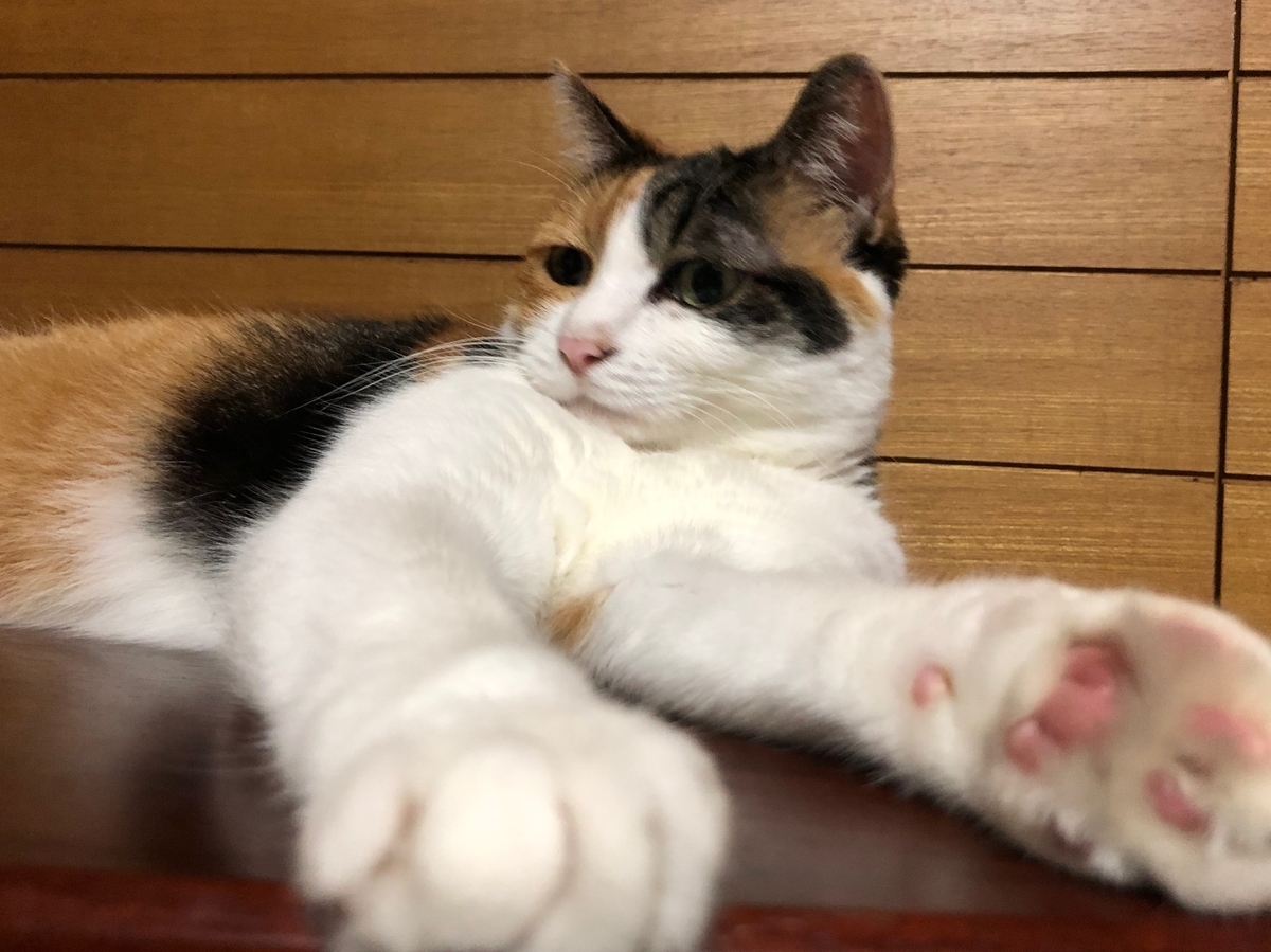 f:id:emike:20190809235602j:plain f:id:emike:20190809235602j:plain