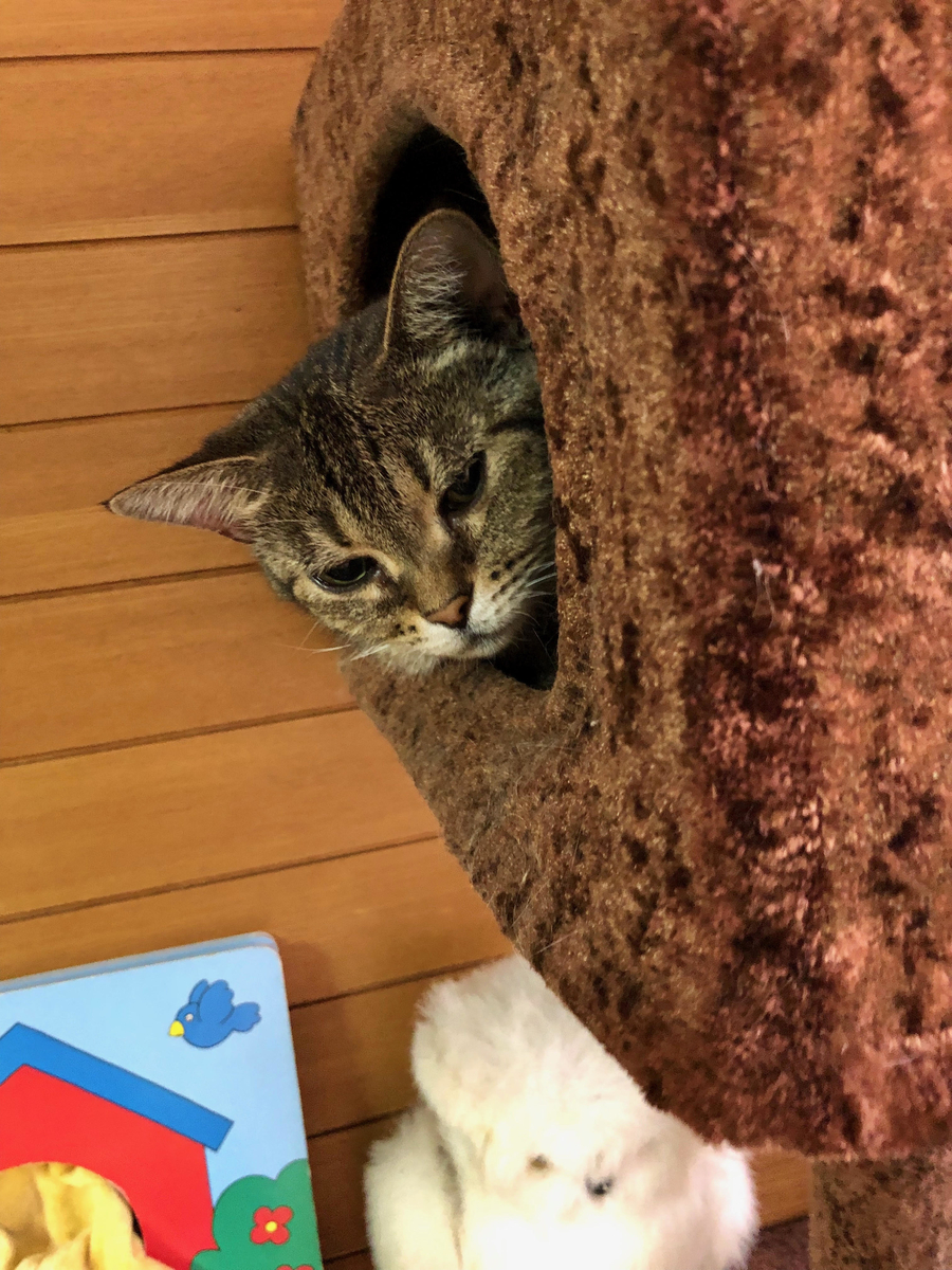 f:id:emike:20191012132416j:plain f:id:emike:20191012132416j:plain