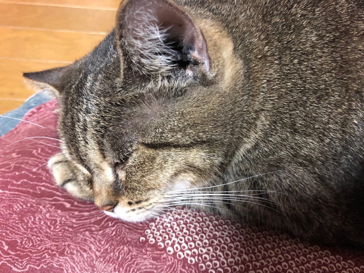 f:id:emike:20191118000643j:plain f:id:emike:20191118000643j:plain