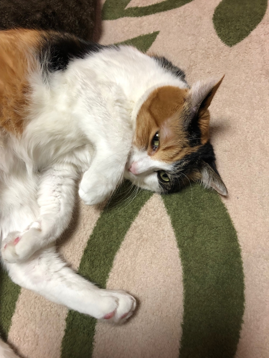 f:id:emike:20191202204955j:plain f:id:emike:20191202204955j:plain