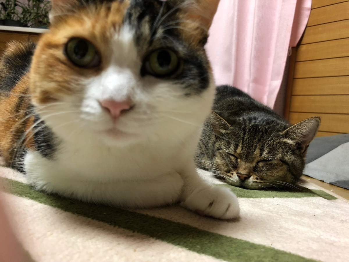 f:id:emike:20191225020330j:plain f:id:emike:20191225020330j:plain