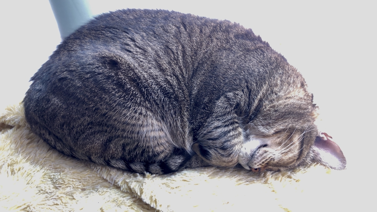 死ん だ 猫 の 夢