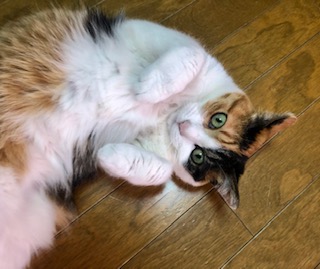 f:id:emike:20210602124804j:plain