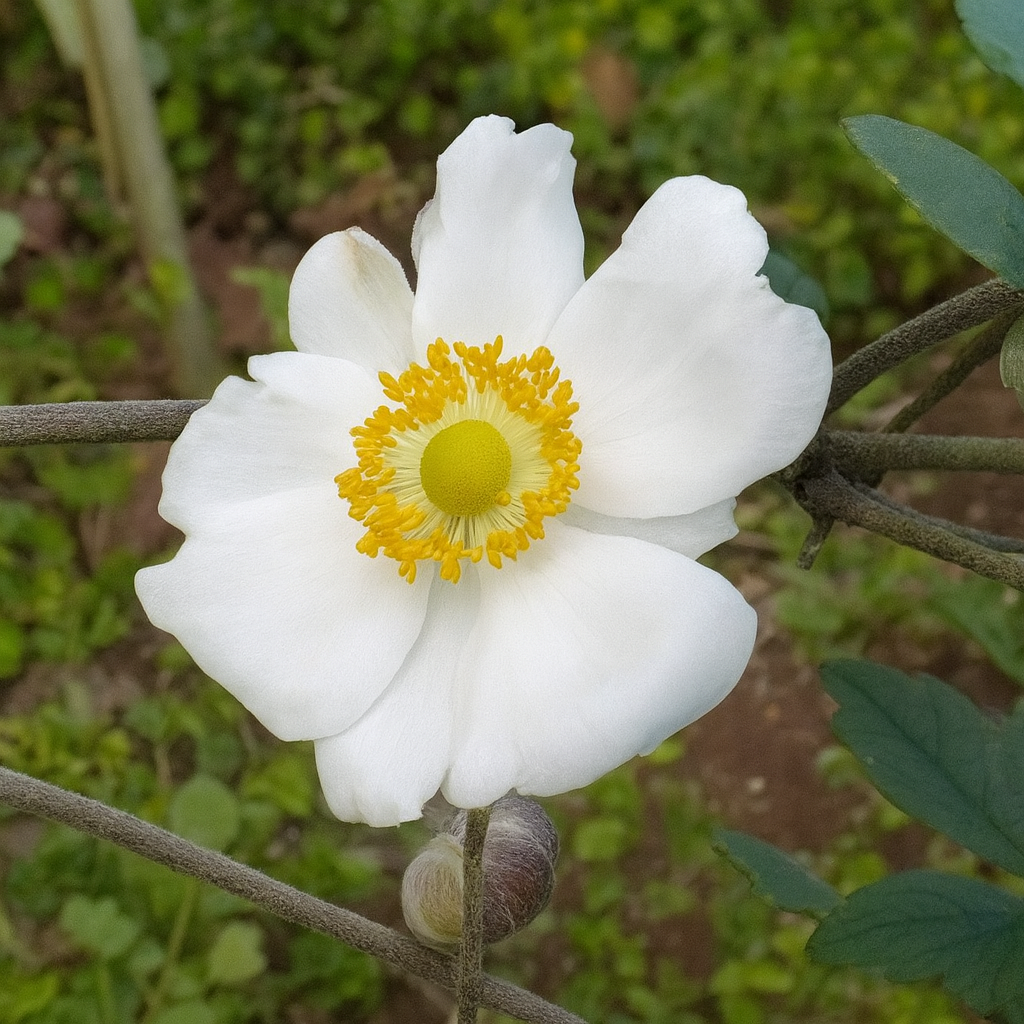 秋の風にふわっと揺れる秋明菊 - あした晴れたらいいなぁ