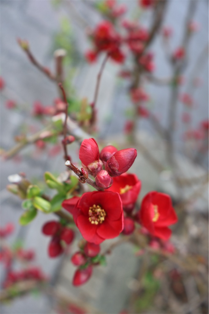 f:id:emiko_ma3:20260328171509j:image f:id:emiko_ma3:20260328171509j:image