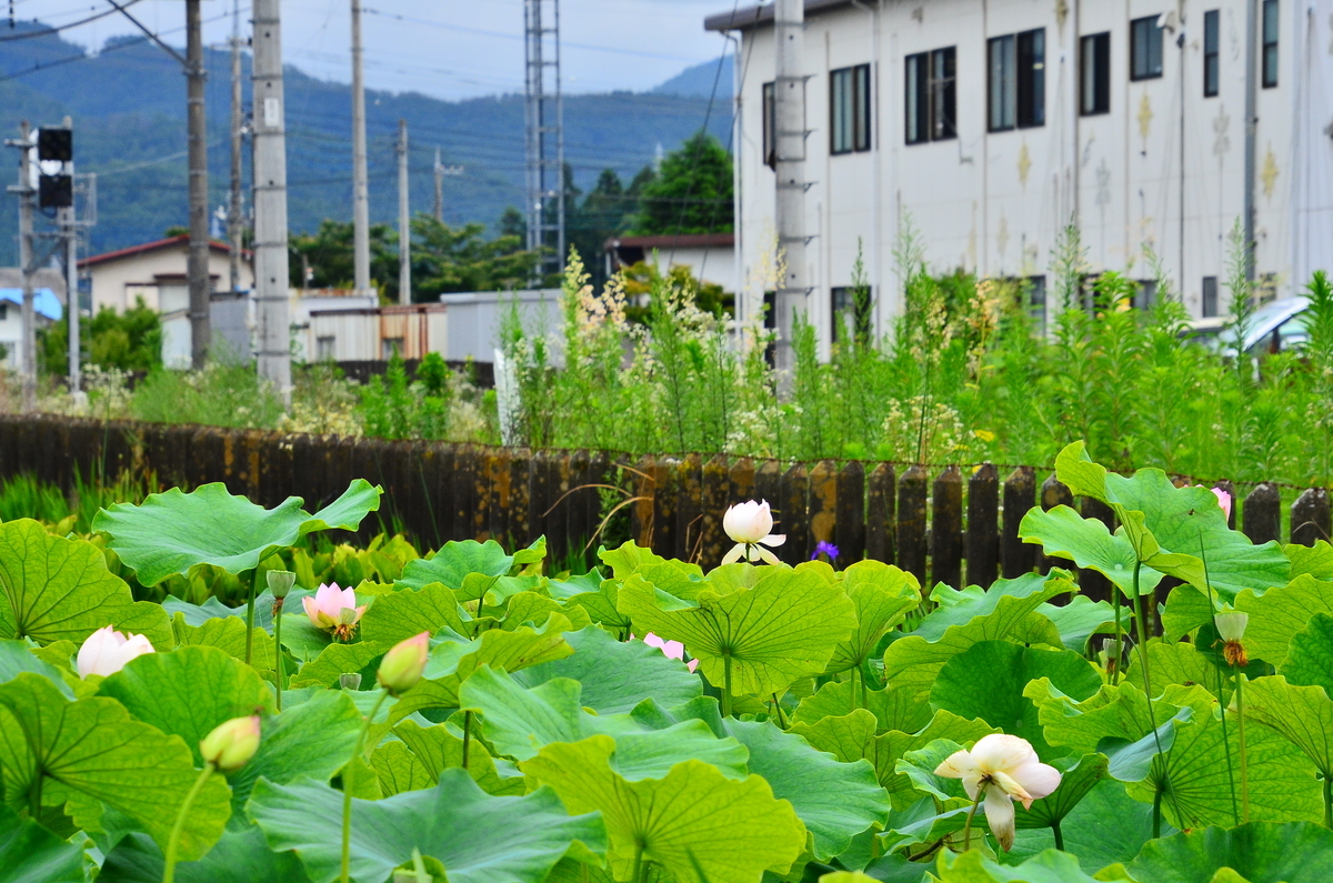 f:id:emikosorakara2:20190717194611j:plain f:id:emikosorakara2:20190717194611j:plain