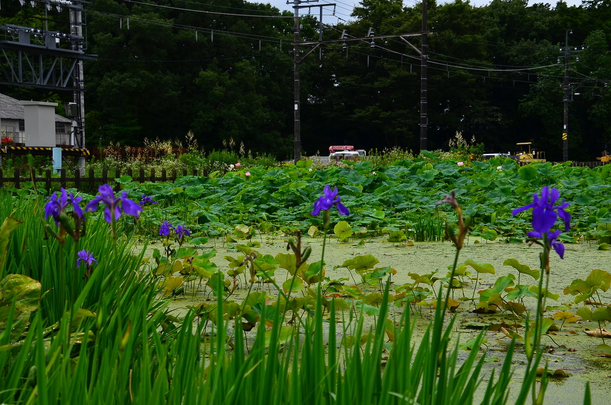 f:id:emikosorakara2:20190717194731j:plain f:id:emikosorakara2:20190717194731j:plain