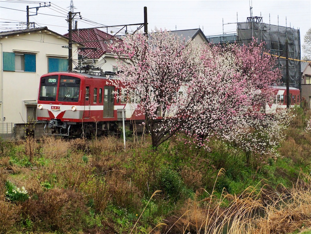 f:id:emikosorakara2:20250401221427j:image