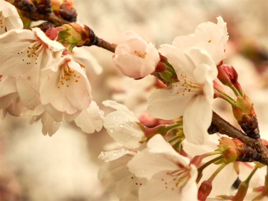 f:id:emikosorakara2:20260325210608j:image