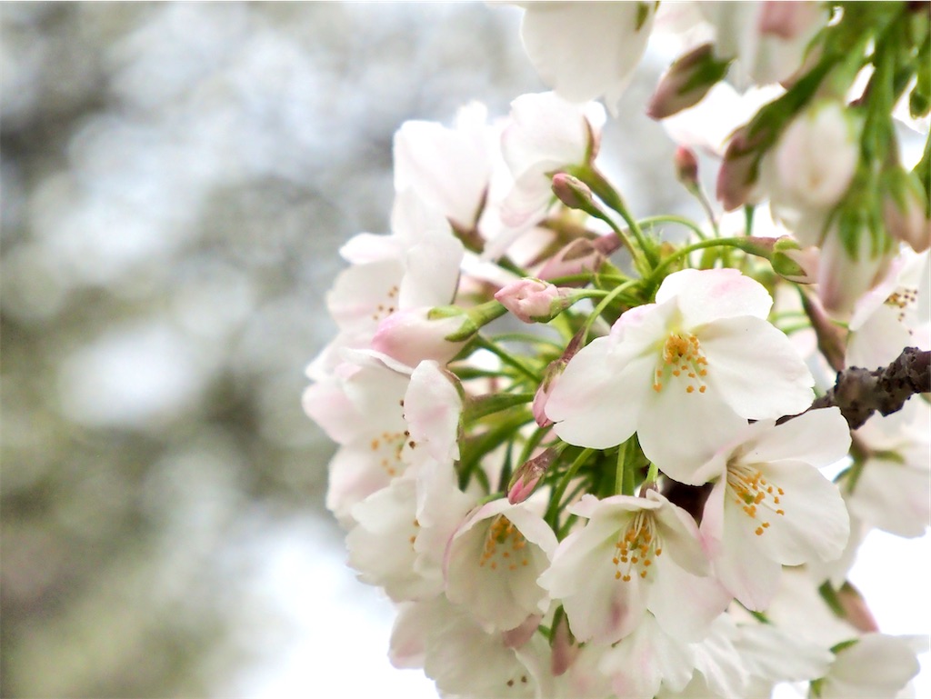 f:id:emikosorakara2:20260415222720j:image