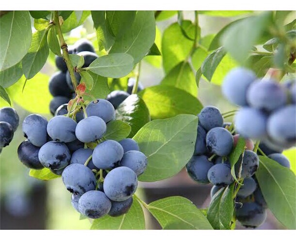 f:id:emiliaikemu4649:20200622025724j:plain f:id:emiliaikemu4649:20200622025724j:plain