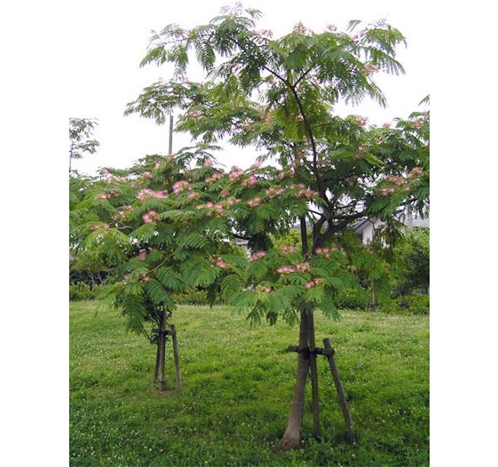 f:id:emiliaikemu4649:20200622025734j:plain f:id:emiliaikemu4649:20200622025734j:plain