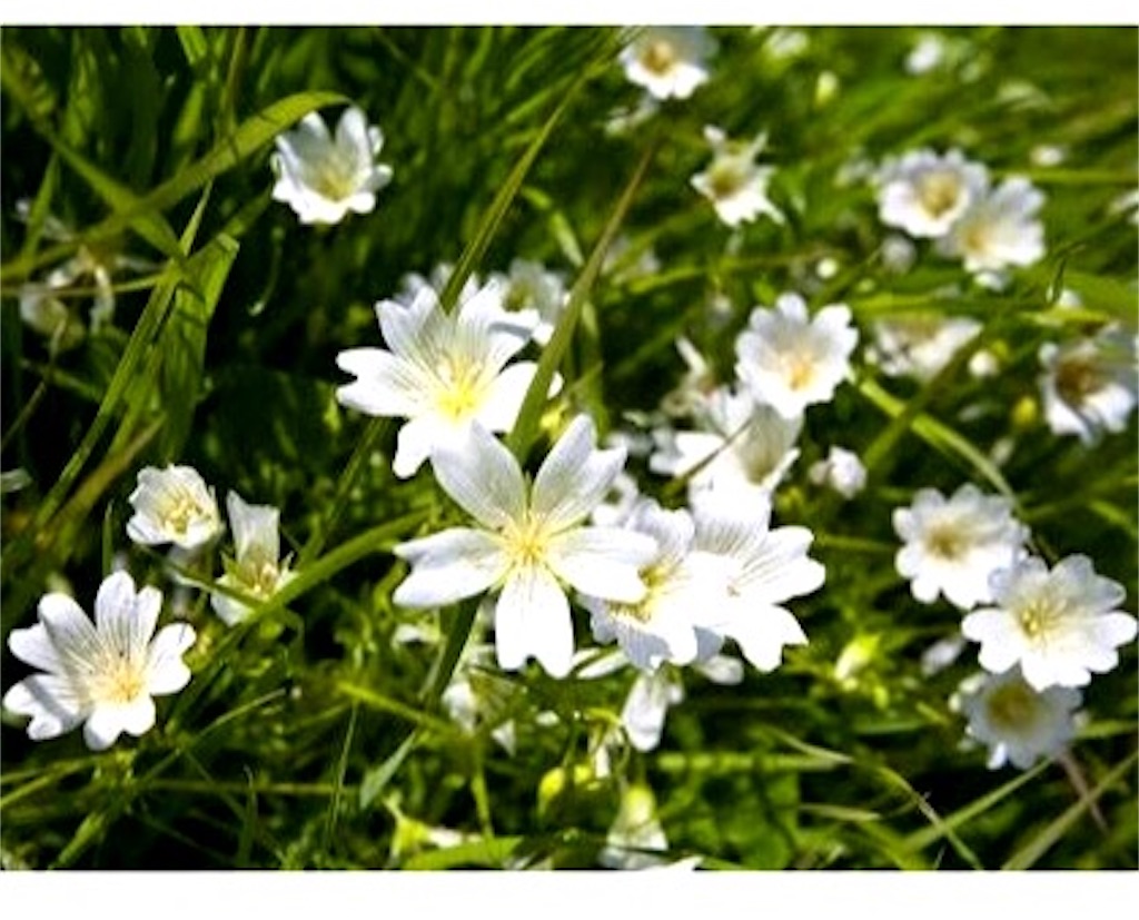 f:id:emiliaikemu4649:20200622234312j:plain f:id:emiliaikemu4649:20200622234312j:plain