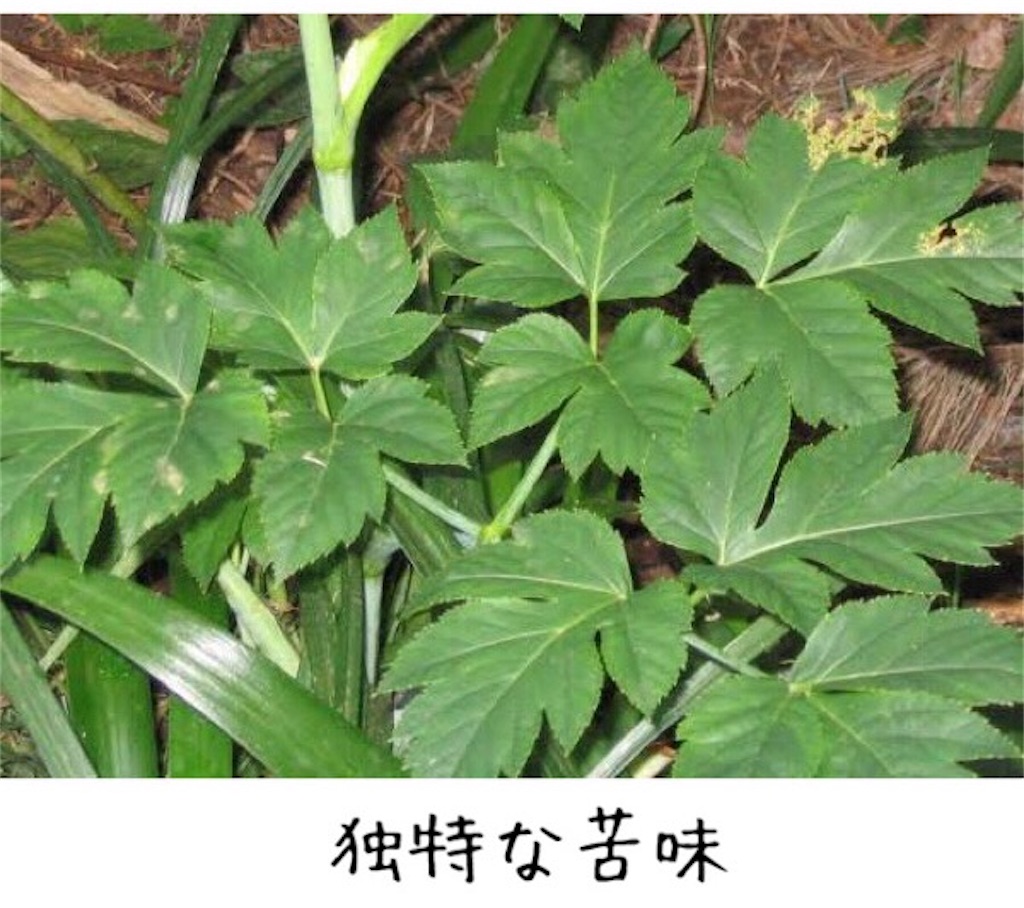 f:id:emiliaikemu4649:20200817080043j:plain f:id:emiliaikemu4649:20200817080043j:plain