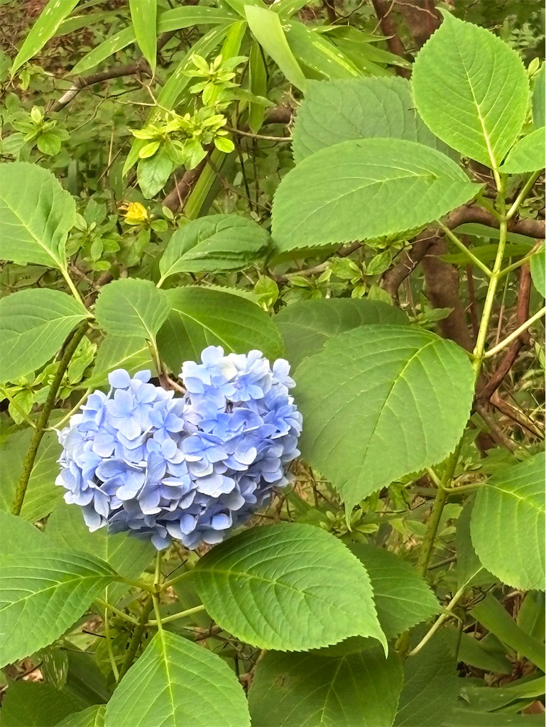 f:id:emilin_balcony:20260830171655j:image f:id:emilin_balcony:20260830171655j:image