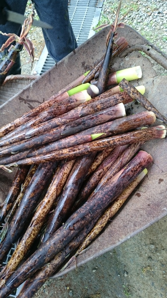 f:id:emitemit:20160825195730j:plain f:id:emitemit:20160825195730j:plain