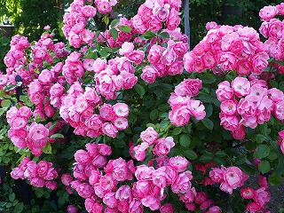 f:id:emmaemmaperth:20170809164346j:plain f:id:emmaemmaperth:20170809164346j:plain