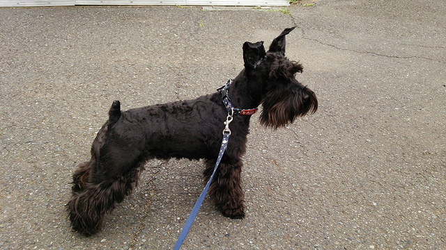 もうトリミングの時期かぁ シュナカットに再挑戦 黒シュナ エマの日記