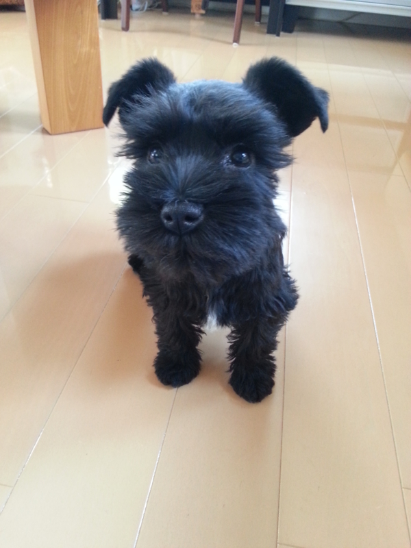 トリミングでサマーカット 黒シュナ エマの日記