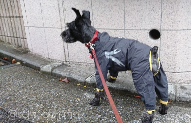 f:id:emmapapa:20180618075925j:image