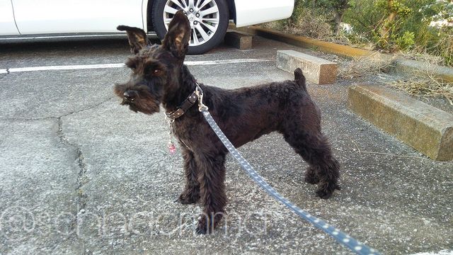 ペット用バリカンが届いたので さっそくトリミング 黒シュナ エマの日記