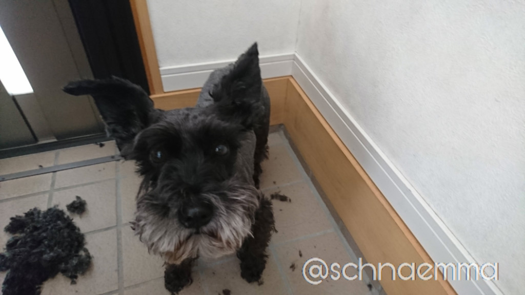 f:id:emmapapa:20200616215449j:plain f:id:emmapapa:20200616215449j:plain