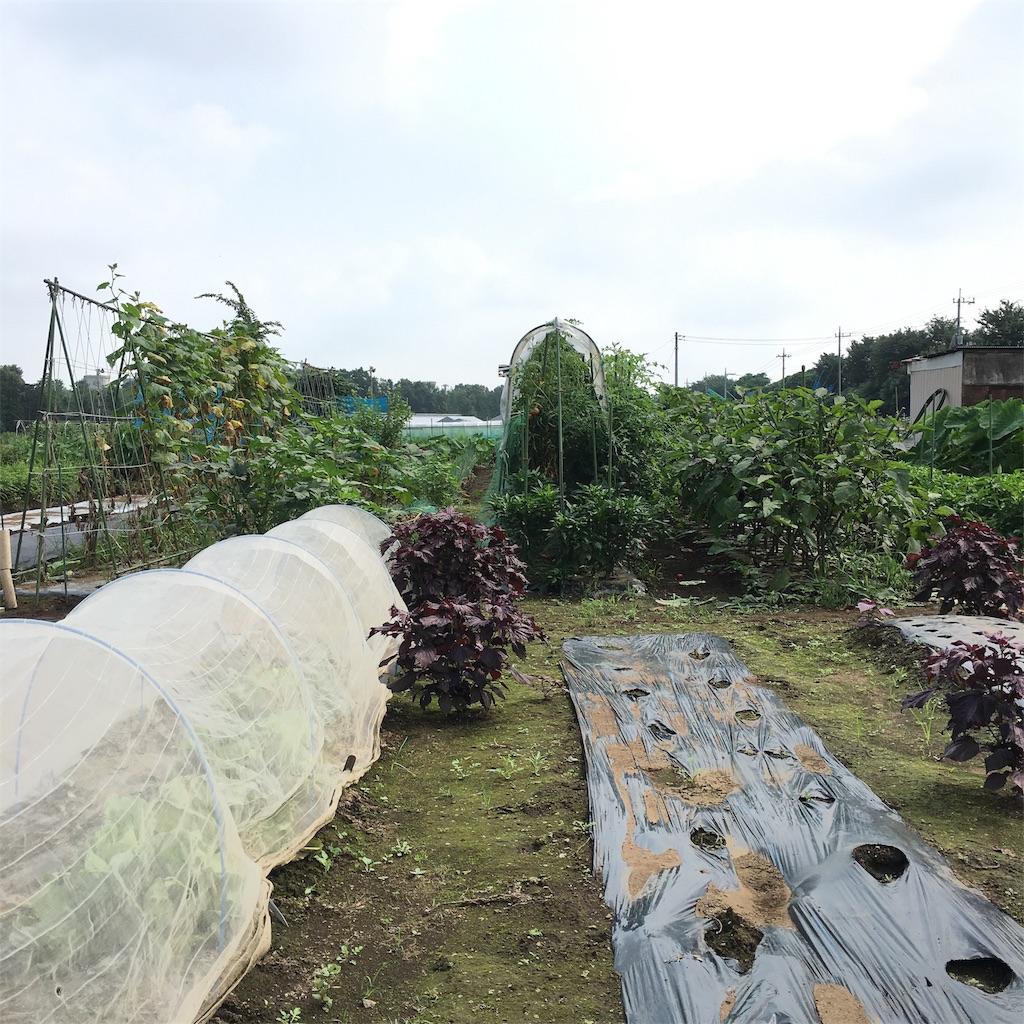 f:id:emo-lab:20190728073117j:image