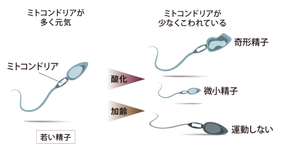 f:id:emo-lab:20200220095700p:plain