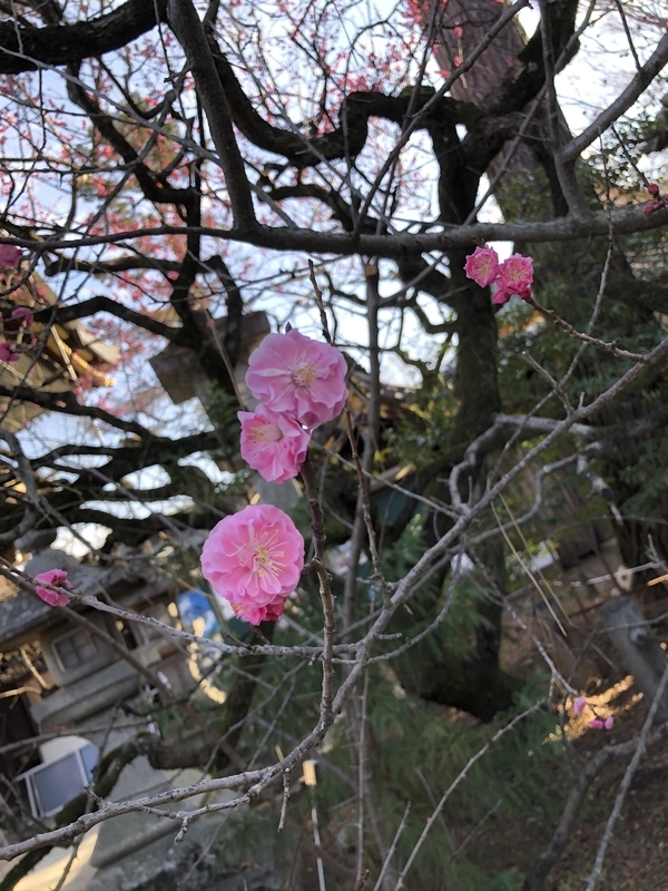 f:id:emo0325:20200319162418j:plain f:id:emo0325:20200319162418j:plain