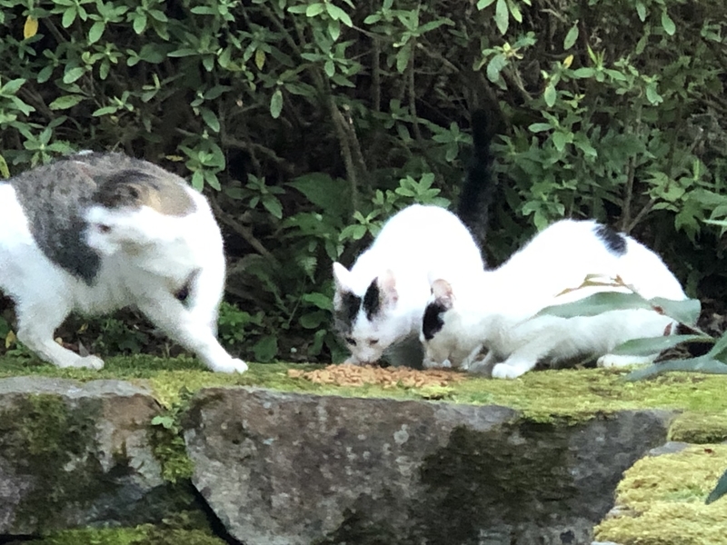 f:id:emo0325:20200319162542j:plain f:id:emo0325:20200319162542j:plain