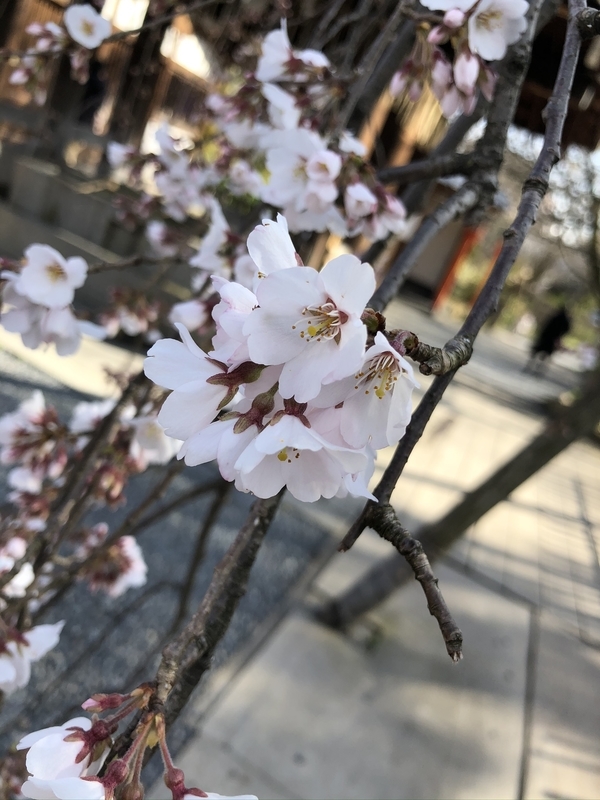 f:id:emo0325:20200319163011j:plain f:id:emo0325:20200319163011j:plain