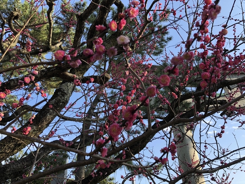 f:id:emo0325:20200319163103j:plain f:id:emo0325:20200319163103j:plain