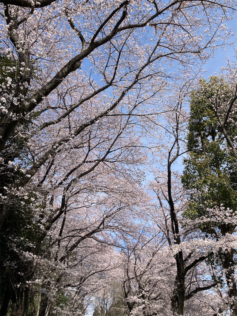 f:id:emoemonga_nukki:20220329090252j:image