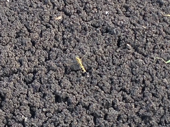 f:id:emtown:20160705171955j:plain