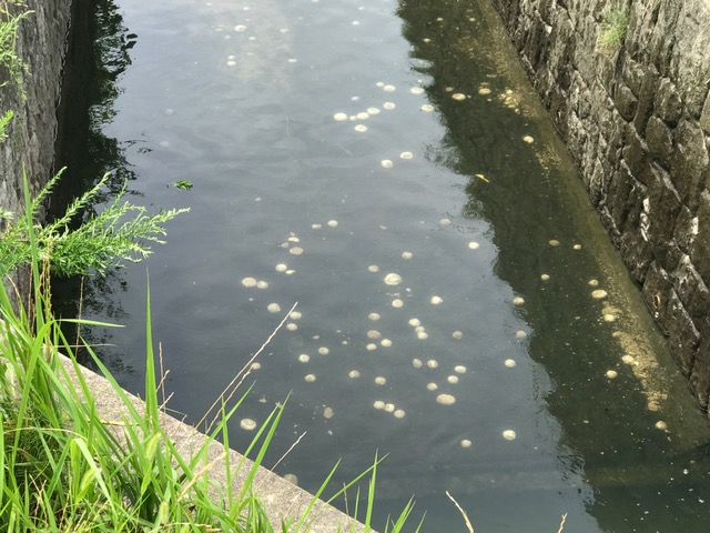 f:id:emtown:20170717103021j:plain