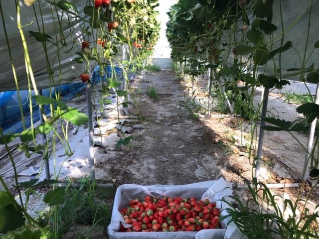 f:id:emtown:20190608232215j:plain f:id:emtown:20190608232215j:plain