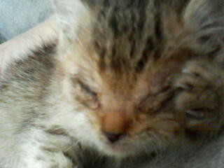 f:id:emu-maharis:20080623184940j:image