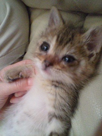 f:id:emu-maharis:20080623185542j:image