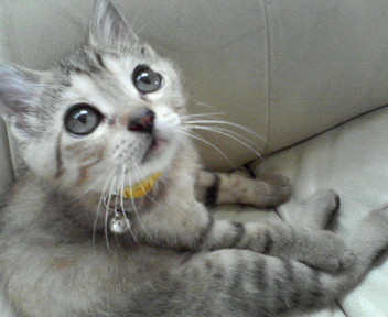f:id:emu-maharis:20080718131200j:image