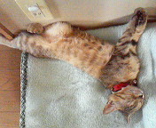 f:id:emu-maharis:20081103202259j:image