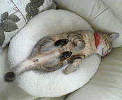 f:id:emu-maharis:20081103202300j:image